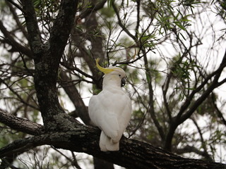 Birds of Sydney Suburbia