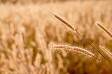 Mission grass flower or Pennisetum pedicellatum grass meadow sunset in the garden