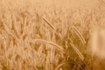 Mission grass flower or Pennisetum pedicellatum grass meadow sunset in the garden