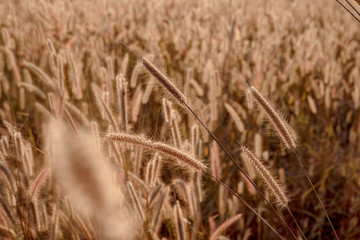 Mission grass flower or Pennisetum pedicellatum grass meadow sunset in the garden