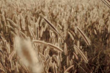 Fototapeta premium Mission grass flower or Pennisetum pedicellatum grass meadow sunset in the garden