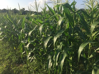 Corn in field with blue sky