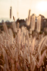 Mission grass flower or Pennisetum pedicellatum grass meadow sunset in the garden