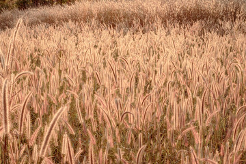 Mission grass flower or Pennisetum pedicellatum grass meadow sunset in the garden