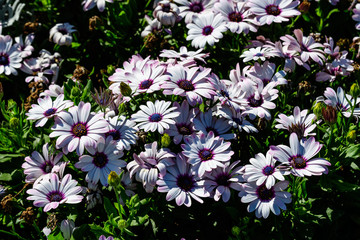 White flowers of Dimorphotheca ecklonis or Osteospermum, commonly known as Cape marguerite, Sundays river daisy, blue and white daisy bush or star of the veldt, in a garden in a sunny summer day