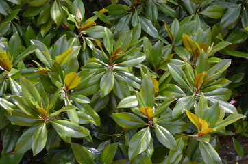 Background of many green ficus tree leaves in a garden in a sunny day, monochrome minimalist photo
