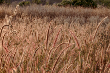 Mission grass flower or Pennisetum pedicellatum grass meadow sunset in the garden