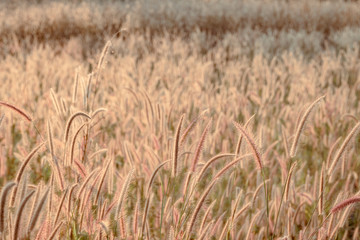 Mission grass flower or Pennisetum pedicellatum grass meadow sunset in the garden