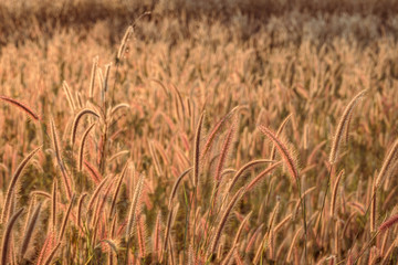 Mission grass flower or Pennisetum pedicellatum grass meadow sunset in the garden
