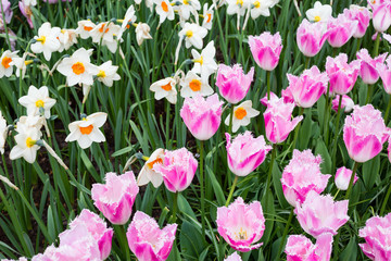 Flowers in Keukenhof, Netherlands.