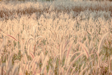 Mission grass flower or Pennisetum pedicellatum grass meadow sunset in the garden
