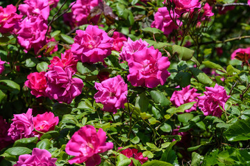 Large green bush with fresh delicate pink roses and green leaves in a garden in a sunny summer day, floral background