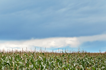 Corn field against blue sky