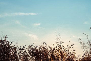 Fototapeta premium Mission grass flower or Pennisetum pedicellatum grass meadow sunset and sky,copy space.