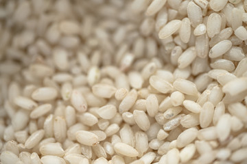 Close up seeds short  rice.