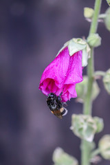 Blooming pink mallow flowers (Malva alcea, cut-leaved mallow, vervain mallow or hollyhock mallow) in summer garden.