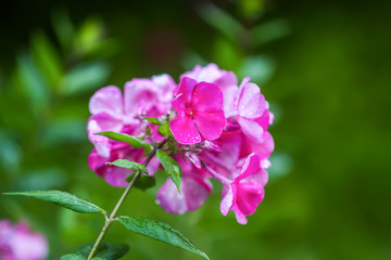 Obraz premium Pink phloxed blooming in summer garden.
