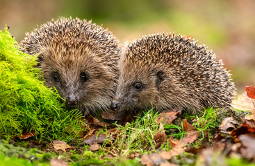 Hedgehogs, two hedgehogs in natural woodland habitat, facing forward with green moss and Autumn leaves.  Blurred background.  Horizontal.  Space for copy.  Close up