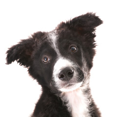 cute puppy border collie