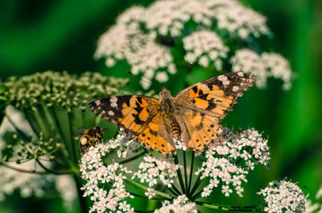 BUTTERFLY - Colorful insect in the meadow