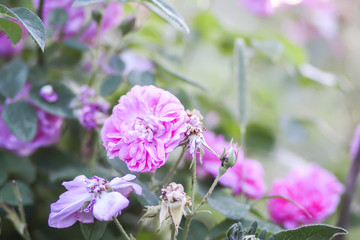 Pink roses in summer garden