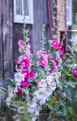Fototapeta na wymiar Blooming pink mallow flowers (Malva alcea, cut-leaved mallow, vervain mallow or hollyhock mallow) in summer garden.