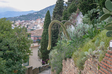 Drooping flower stem of Agave Attenuata plant in Sicily, Italy