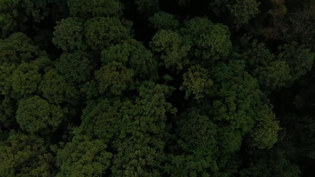 山林の上を回転しながら上昇するドローン空撮