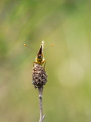 Glanville Fritillary (Melitaea cinxia ) butterfly