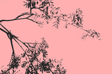 Retro vintage illustration in asian style black branches of tree on pink background toned in pastel colors