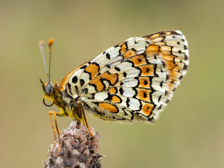 Glanville Fritillary (Melitaea cinxia ) butterfly