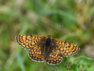Glanville Fritillary (Melitaea cinxia ) butterfly