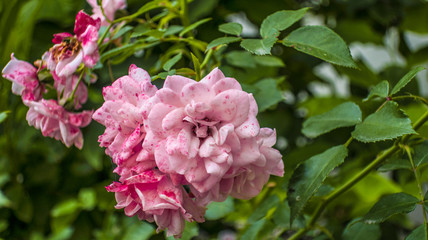 Pink white blooming blossom roses on branch of green bush close up in spring summer garden