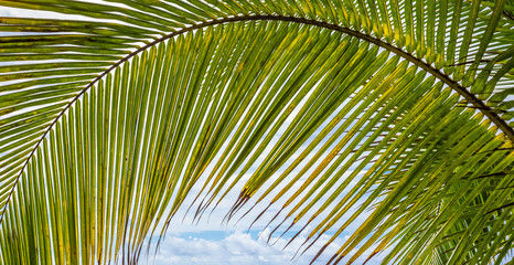 palm tree leaf