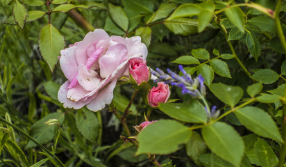 Pink white blooming blossom roses on branch of green bush close up in spring summer garden