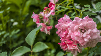 Pink and white blooming blossom roses flowers on branch of bush in summer spring garden