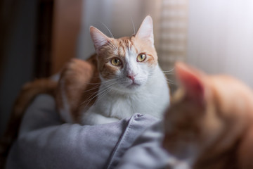 gato doméstico blanco y marrón con ojos color miel mira profundamente a la cámara