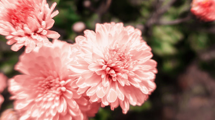 Pink gentle blooming flowers in the garden in summer chrysanthemums close up