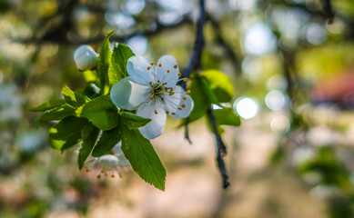 White flower on branch close up blooming apple tree in spring