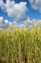 Obraz premium Ripening ears of rye against a blue sky with clouds