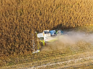 Harvester harvests corn. Collect corn cobs with the help of a co