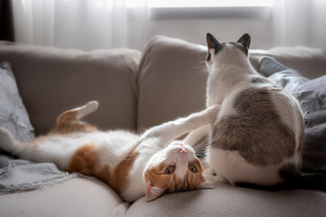Fototapeta na wymiar Un gato deja de jugar con otro gato para mirar a la cámara.