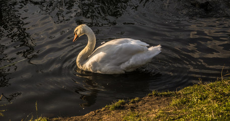 Naklejka premium White swan in water of pond lake in sunset light
