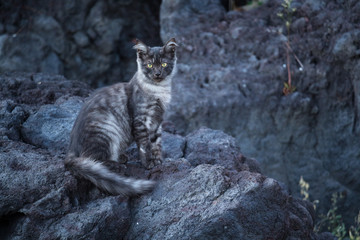 A wild cat on a volcanic beach formed by Etna volcano lava. Catania, Italy. Dark background, text...