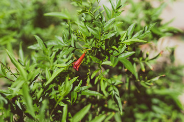 close-up of tacoma plant outdoor in sunny backyard