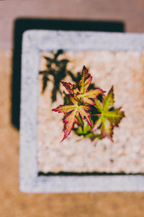tiny japanese maple plant with red tones in pot outdoor in sunny backyard