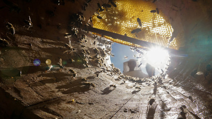 Fototapete bei efototapeten.de bestellen   