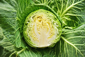 fresh cabbage cut half and water drop with full frame.