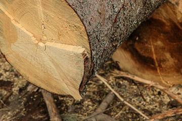 thick pine logs end close up uneven light saw cut background rustic
