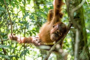 Young orangutan in Sumatra National Park